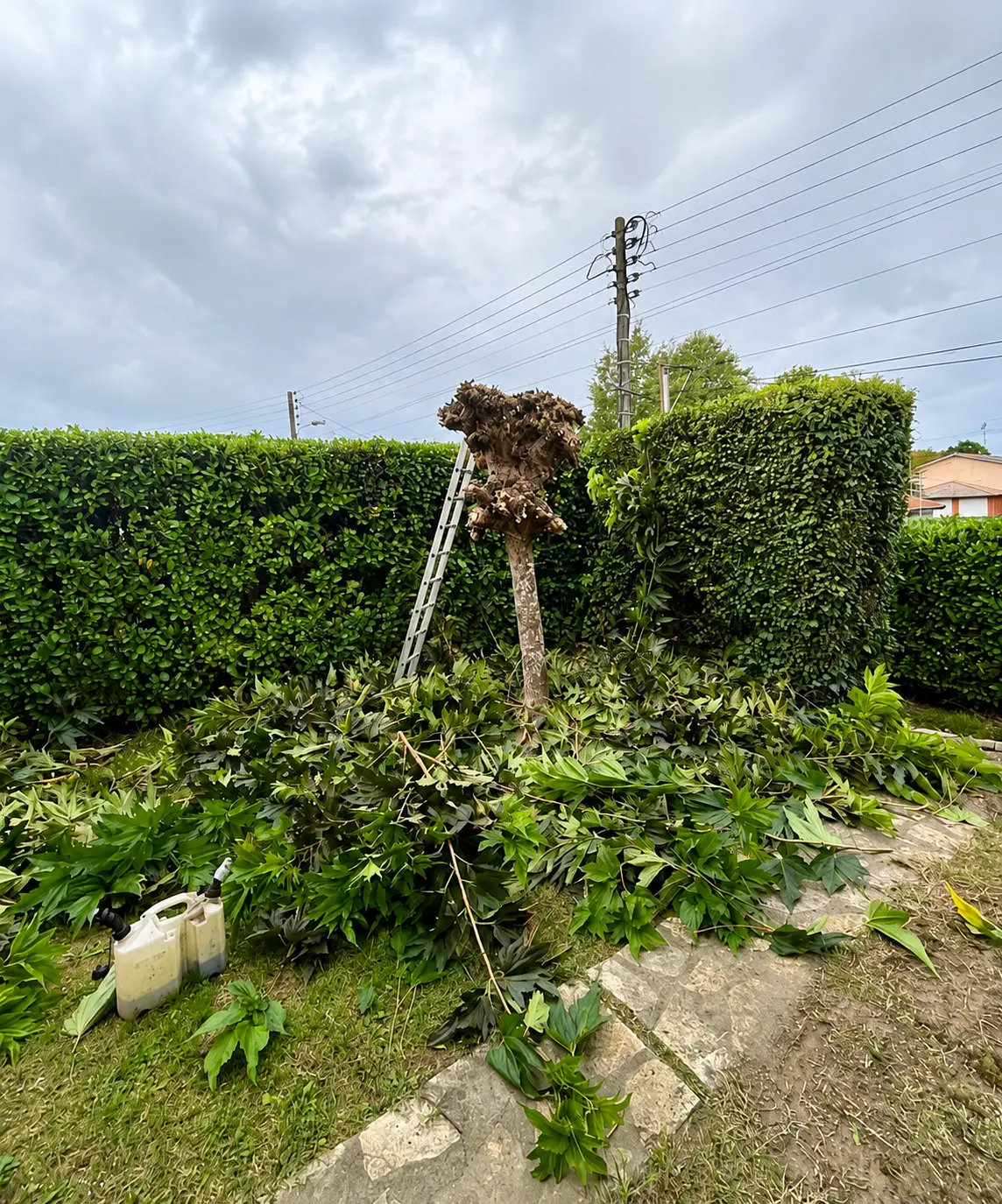 Arbre taillé et branches rassemblées après élagage